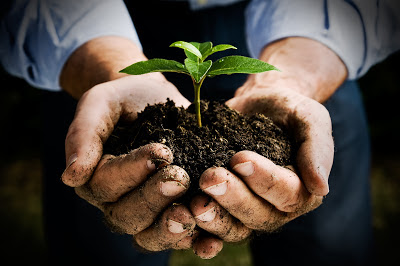 Cupped hands holding soil plant